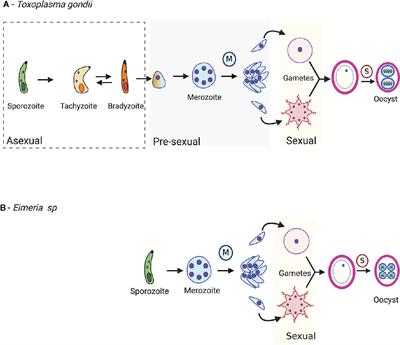 Comparisons of the Sexual Cycles for the Coccidian Parasites Eimeria and Toxoplasma